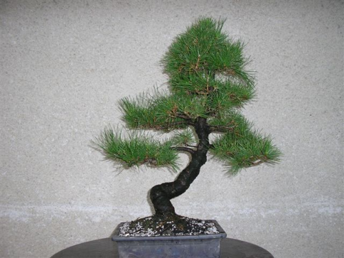 MBM bonsai 015.jpg