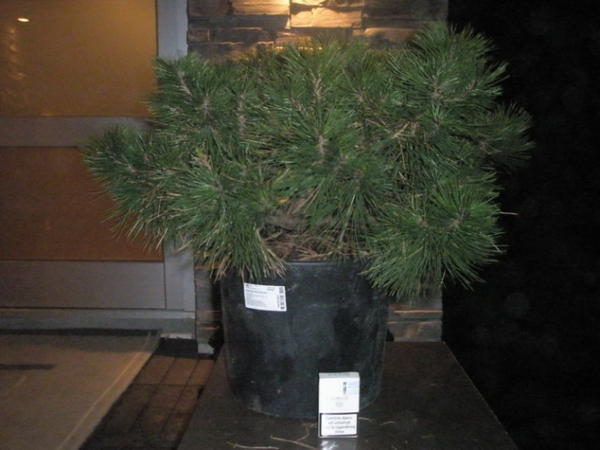 pinus densiflora cijela.jpg