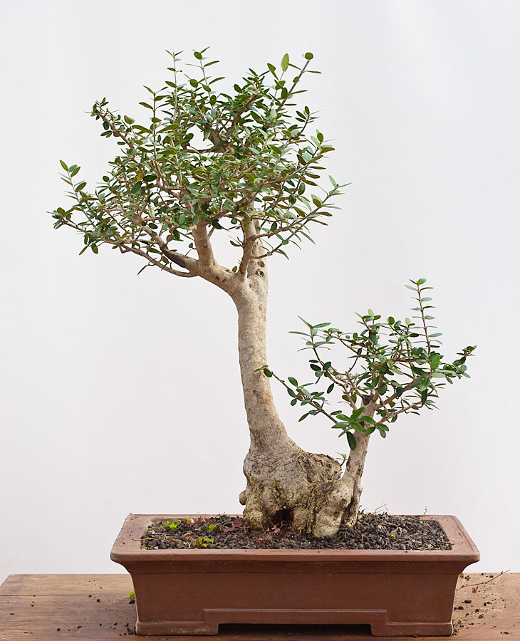 monster Bog Tectonic Prodajem bonsai maslinu - aukcija