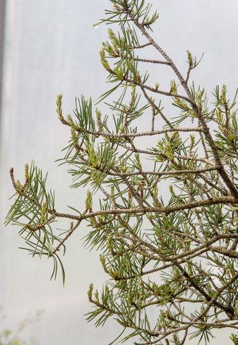 Pinus-sylvestris2.jpg