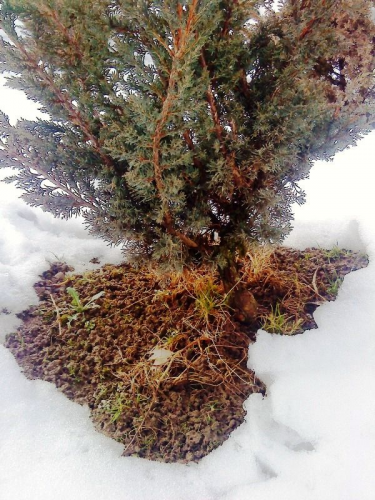 juniperusled.jpg