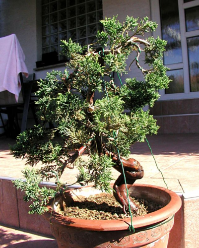 juniperus sin.jpg