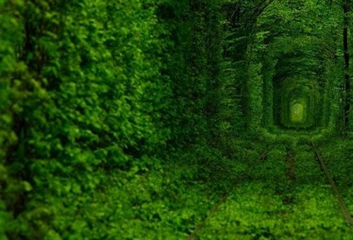 Top-10-Tree-Tunnel-008.jpg