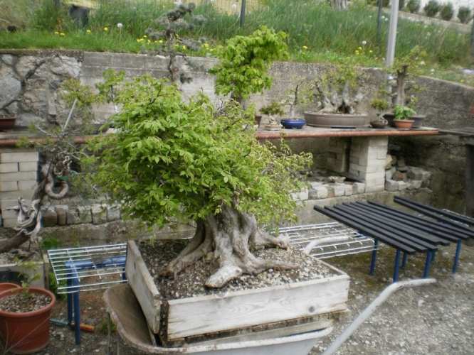 carpinus orientalis bonsai mastodont.jpg