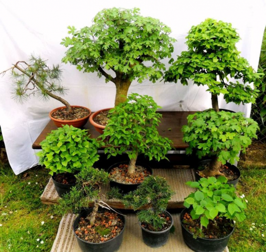 bonsai, may 2015..JPG