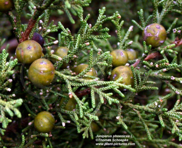 Juniperus-phoenicea.jpg