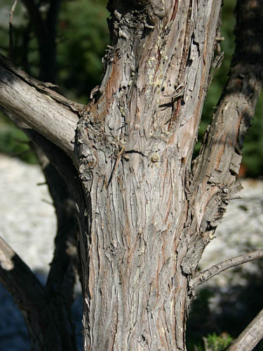 juniperus_oxicedrus_kora.jpg