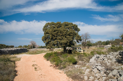 Juniperus_oxycedrus-stablo.jpg