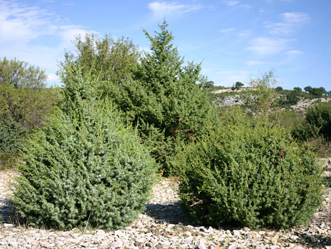 juniperus_oxicedrus_stablo.jpg