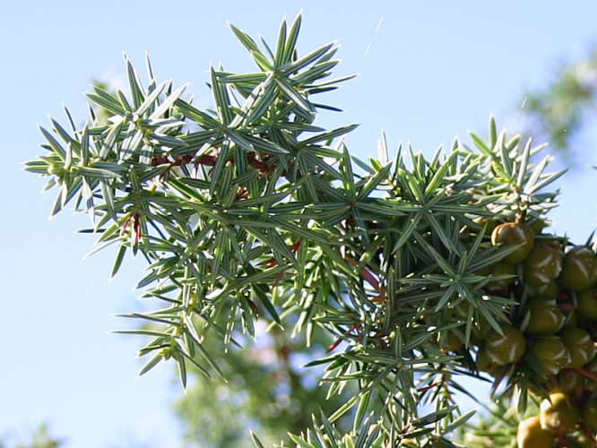 juniperus_oxicedrus_iglice.jpg