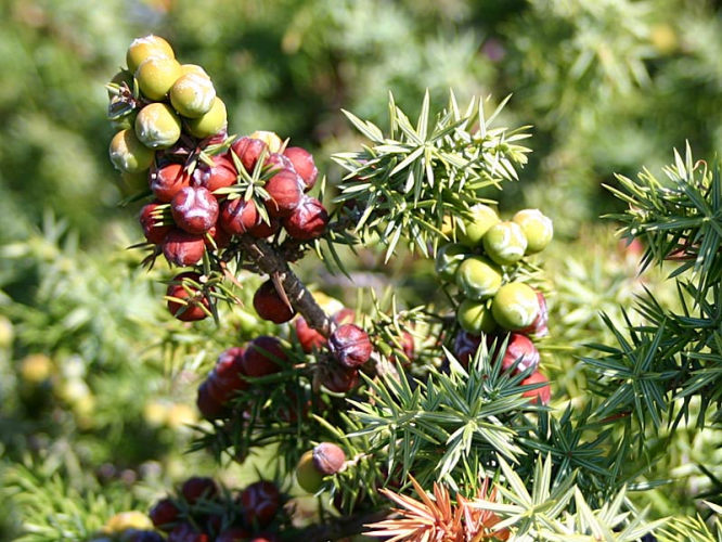 juniperus_oxicedrus_plod.jpg