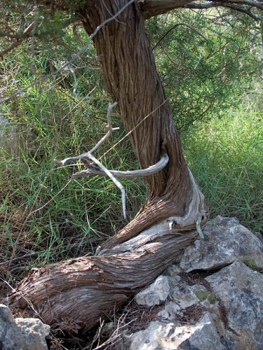 juniperus_phoenicea_kora.jpg