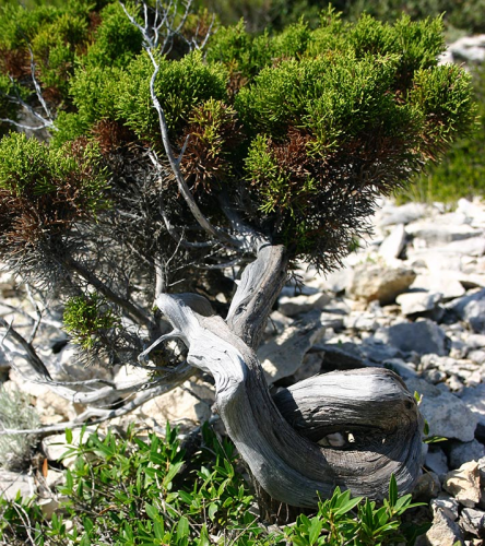 juniperus_phoenicea_stablo.jpg