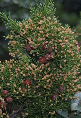 juniperus_phoenicea_cvijet_plod.jpg