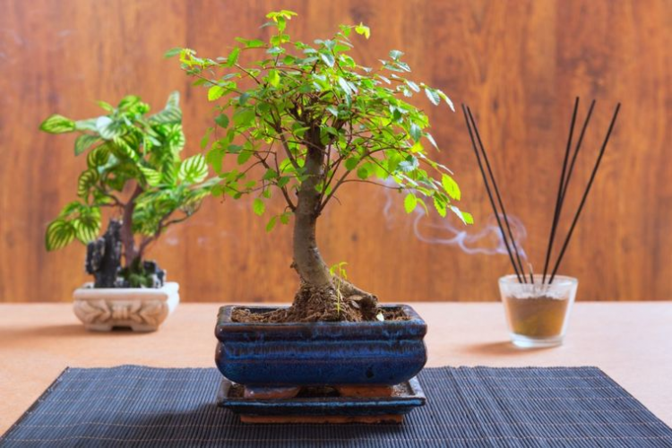 83234_bonsai-drvce_ls.jpg