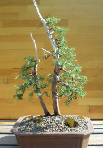 juniperus communis.JPG