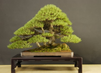 Pinus Silvestrys.jpg