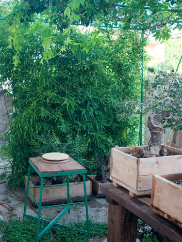 vrt-bambus.jpg