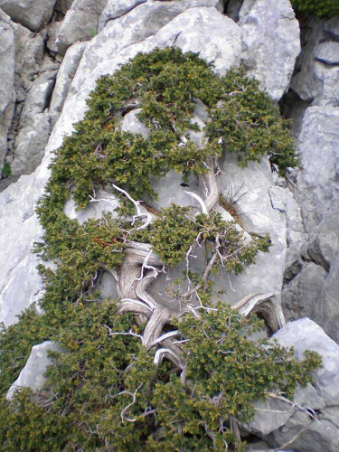 Juniperus-nana-gal.jpg