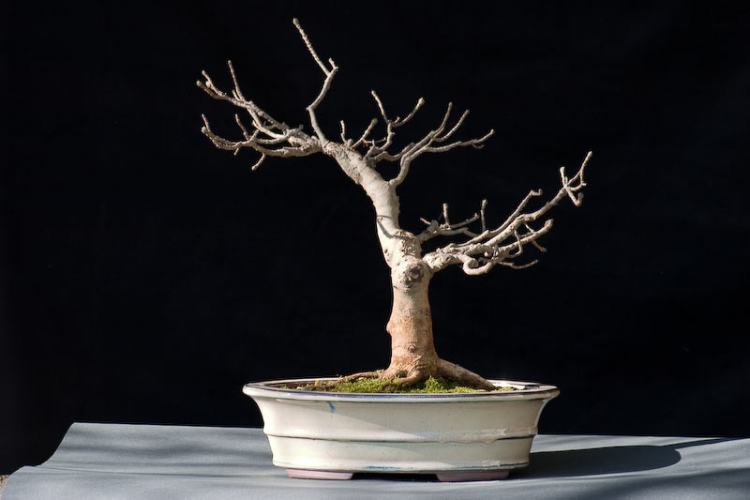bonsai-travnja-12,-2006-16,55h.jpg