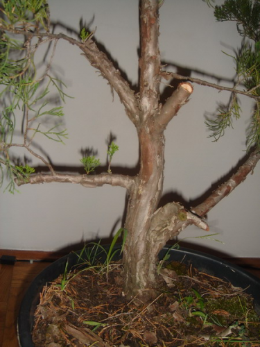 juniperus 005.jpg
