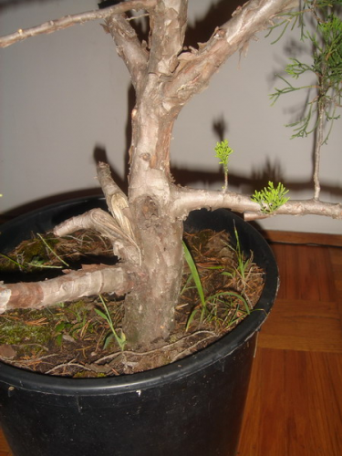 juniperus 006.jpg