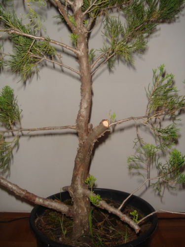 juniperus 007.jpg