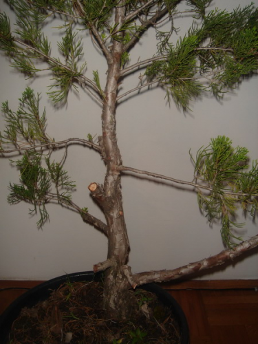 juniperus 011.jpg