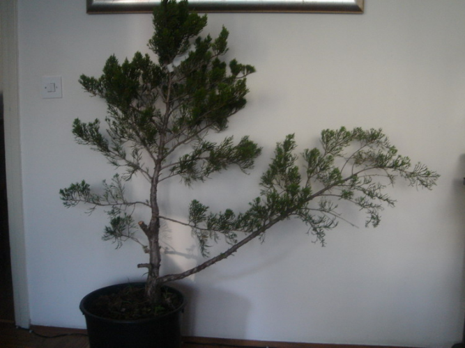 juniperus 001.jpg