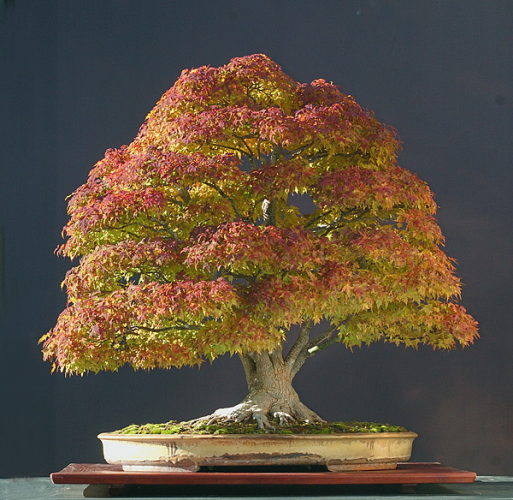 Acer palmatum.jpg