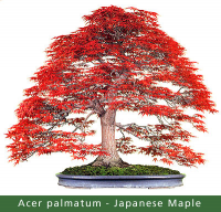 small_Gallery12---Acer-palm.jpg