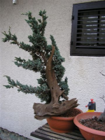 juniperus 011.jpg