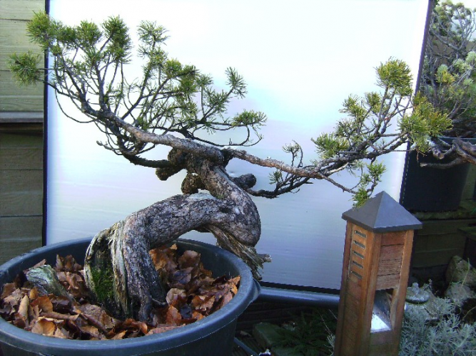 Pinus Mugo yamadori 1.JPG
