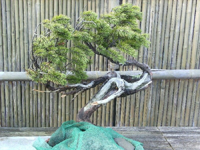 Pinus Mugo yamadori 3.JPG