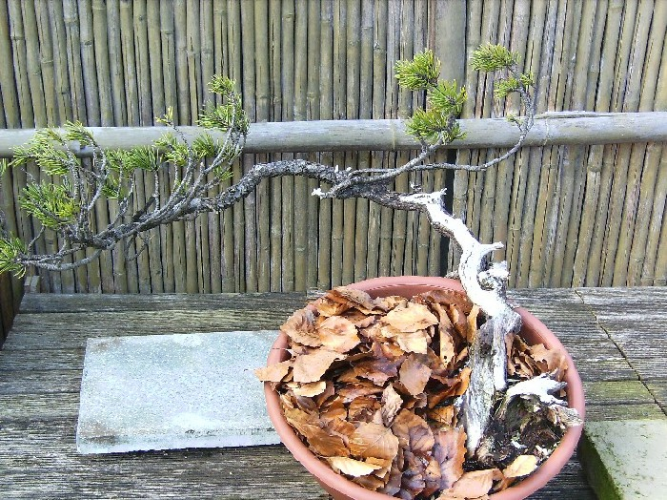 Pinus Mugo yamadori 4.JPG