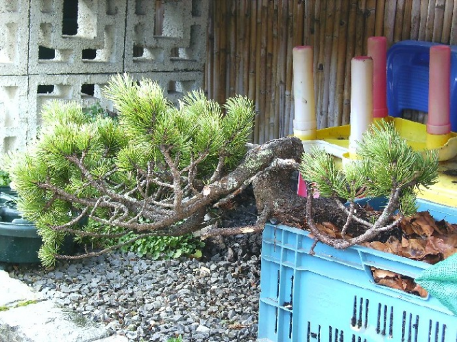 Pinus Mugo yamadori 5.JPG